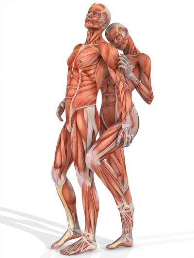 spieren menselijk lichaam